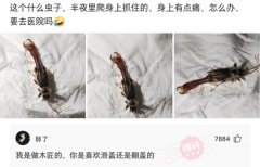 爆笑神回复：这个是什么虫子，半夜里爬到身上被我抓住了，怎么办