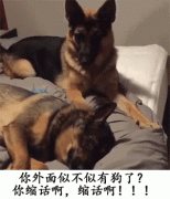 你老实交代，外面似不似有狗了！