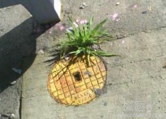 好大的一颗凤梨啊