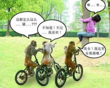 一群猴子与美女。 一群猴子与美女。