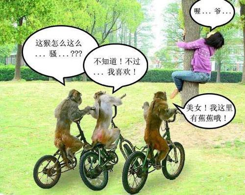 一群猴子与美女。 一群猴子与美女。
