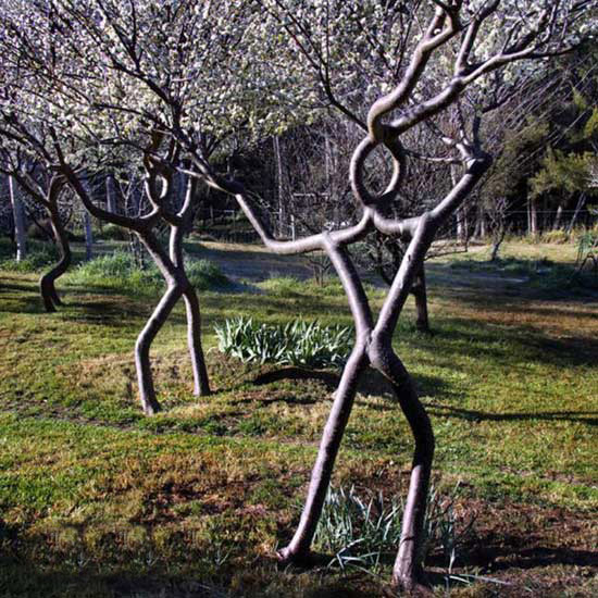 长的随心所欲,肆无忌惮的树。