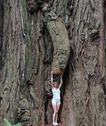 长的随心所欲,肆无忌惮的树。