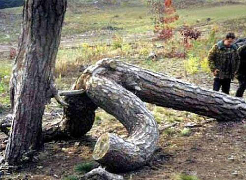 长的随心所欲,肆无忌惮的树。