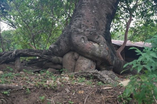 长的随心所欲,肆无忌惮的树。