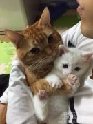 试想猫猫的怀抱是多么温暖
