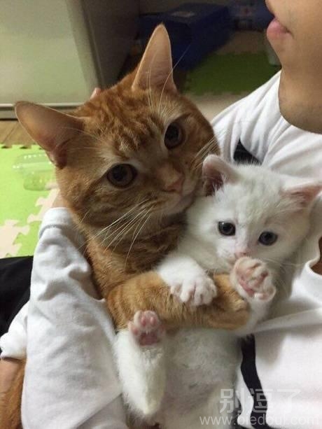试想猫猫的怀抱是多么温暖