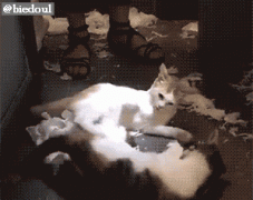 这脏乱的屋子，你必须给我收拾好！