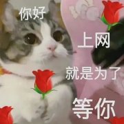 你好 上网就是为了等你 猫咪举花