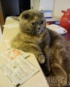 坐姿妖娆的猫咪。 坐姿妖娆的猫咪。