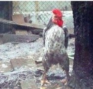 这是我见过最霸气的鸡