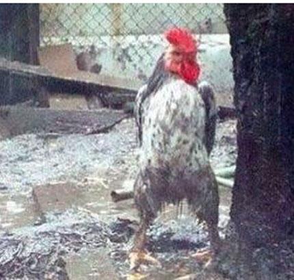 这是我见过最霸气的鸡