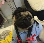 主人，我这样好看吗