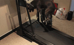 在健身房里的小狗 在健身房里的小狗