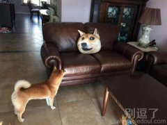 主人给我买的玩具。