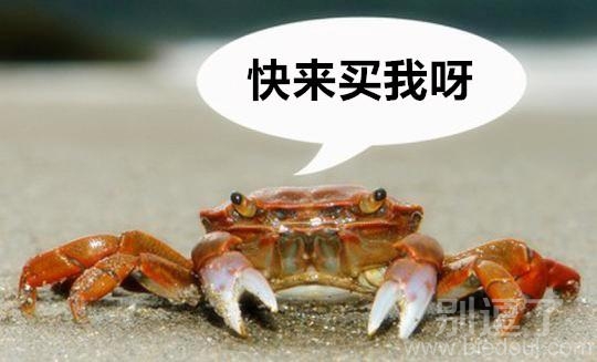 骄傲的螃蟹被气死了 骄傲的螃蟹被气死了