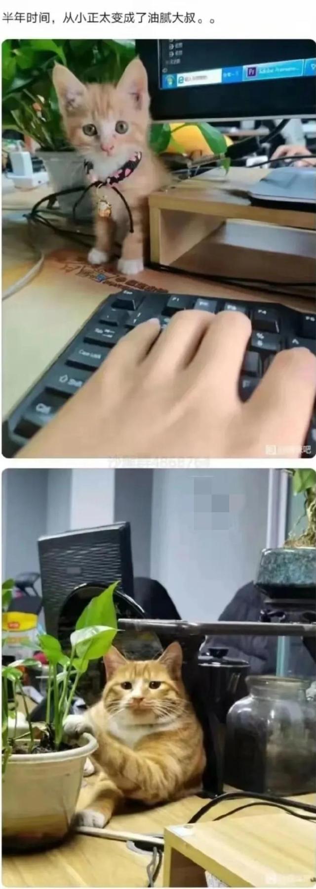今日笑话:都快把猫咪馋哭了 今日笑话:都快把猫咪馋哭了