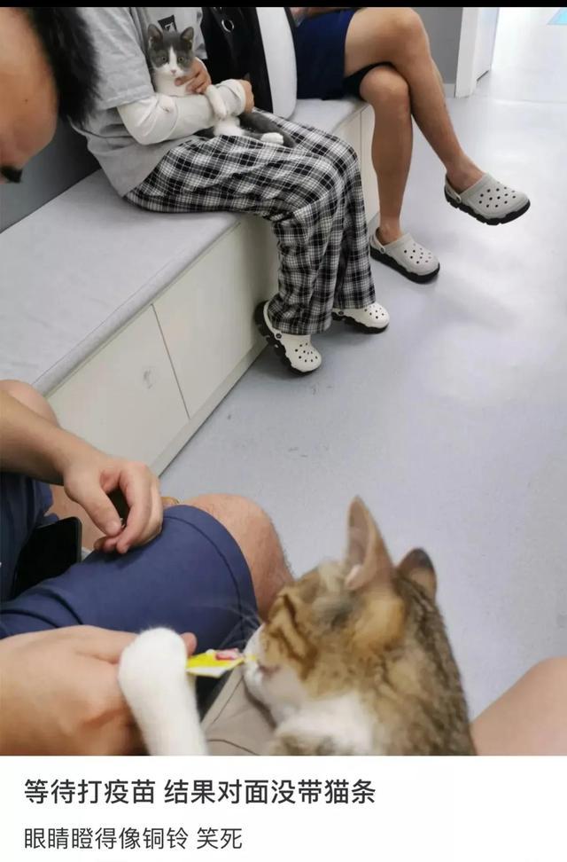 今日笑话:都快把猫咪馋哭了 今日笑话:都快把猫咪馋哭了