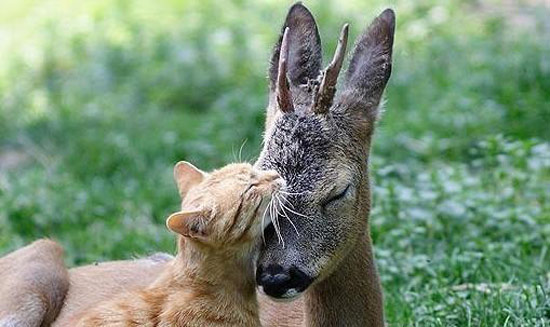 畜生们也有三情六欲 搞笑图片哈哈