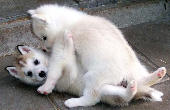 畜生们也有三情六欲 搞笑图片哈哈