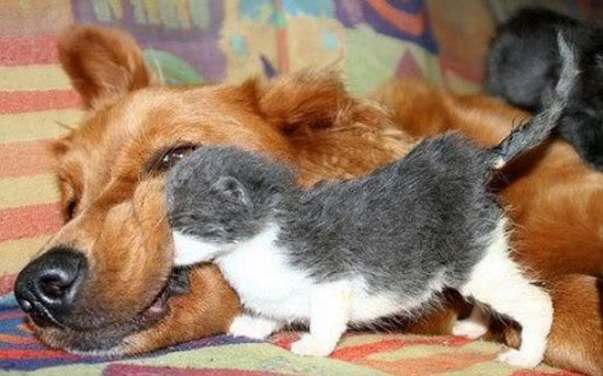 畜生们也有三情六欲 搞笑图片哈哈