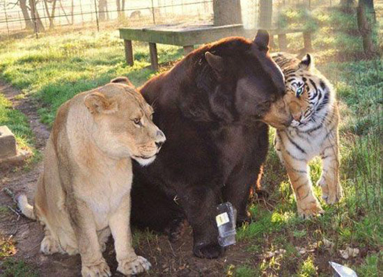 畜生们也有三情六欲 搞笑图片哈哈