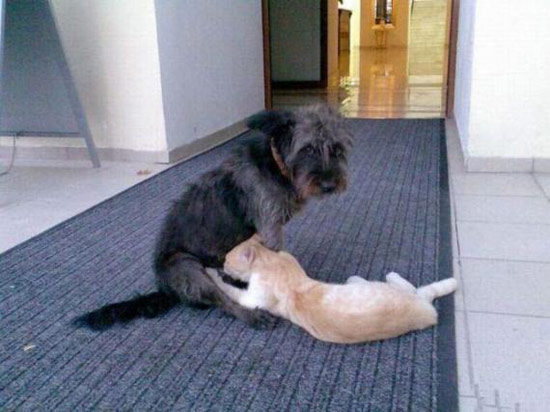 畜生们也有三情六欲 搞笑图片哈哈