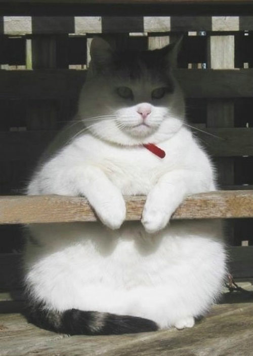 胖子图片,爱她就让她吃吧。