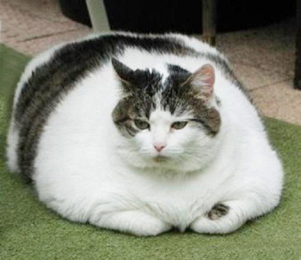 胖子图片,爱她就让她吃吧。