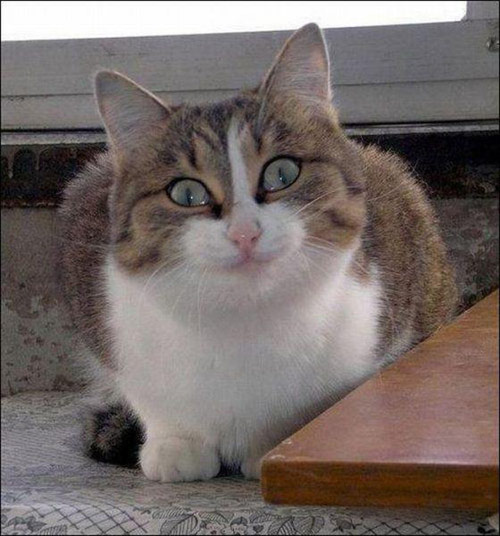 胖子图片,爱她就让她吃吧。