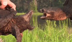 来啊，来比比谁的嘴大啊