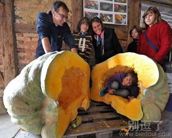 无敌大南瓜,里面能装人 无敌大南瓜,里面能装人