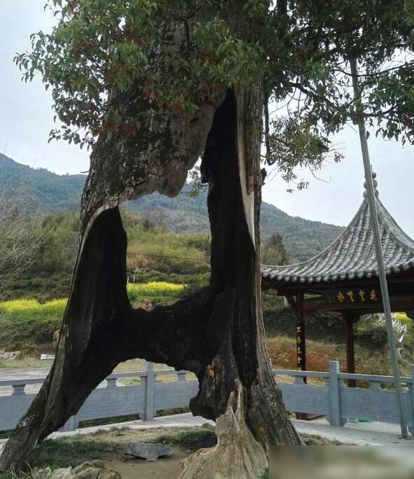 每日一笑:看看这棵树,还有什么困难,能把你难住呢? 每日一笑:看看这棵树,还有什么困难,能把你难住呢?
