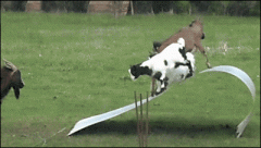 爆笑gif 矮油这玩意肿么下呀？