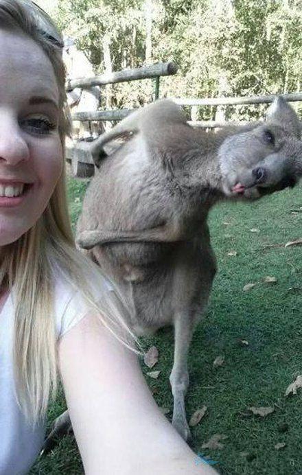 这羊驼也太能抢镜了 这羊驼也太能抢镜了