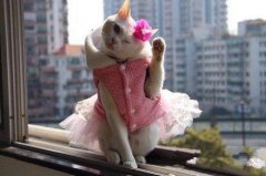 卖萌喵星人 卖萌喵星人