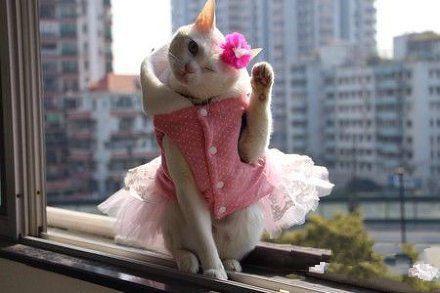 卖萌喵星人 卖萌喵星人