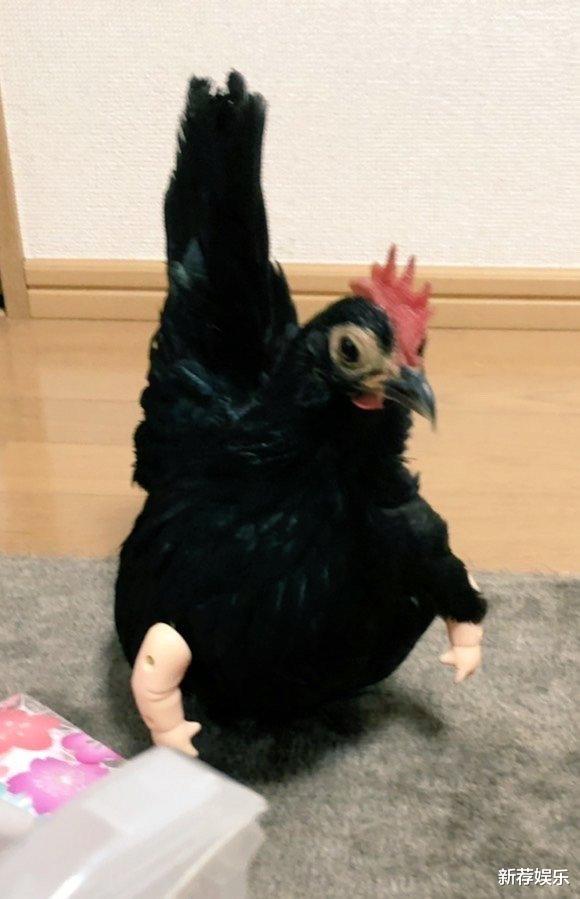 “今天插秧抓到的牛蛙,哎呀妈呀,真香!”哈哈哈~大哥你还活着吗?! “今天插秧抓到的牛蛙,哎呀妈呀,真香!”哈哈哈~大哥你还活着吗?!