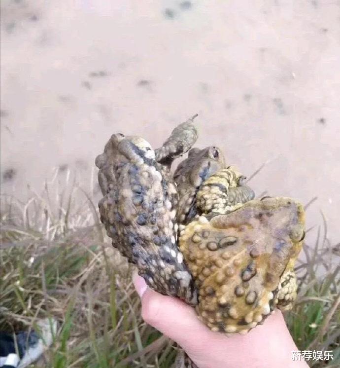 “今天插秧抓到的牛蛙,哎呀妈呀,真香!”哈哈哈~大哥你还活着吗?! “今天插秧抓到的牛蛙,哎呀妈呀,真香!”哈哈哈~大哥你还活着吗?!