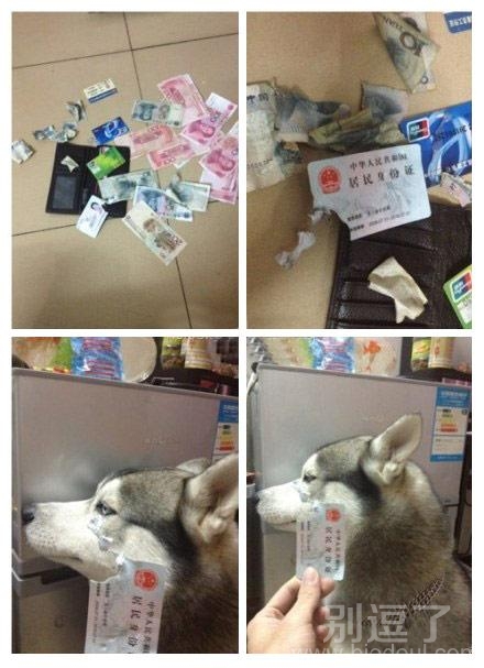 这只狗狗摊上事了
