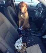 如果我说这不是我做的你信吗？