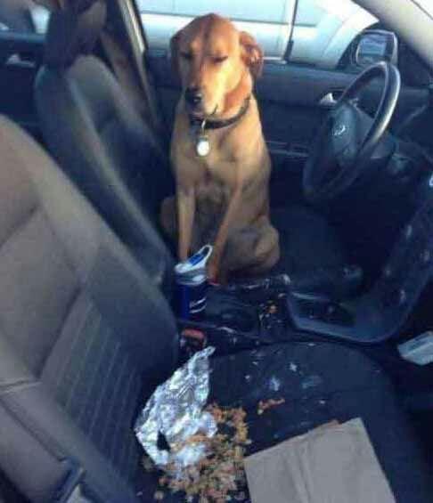 如果我说这不是我做的你信吗? 如果我说这不是我做的你信吗?