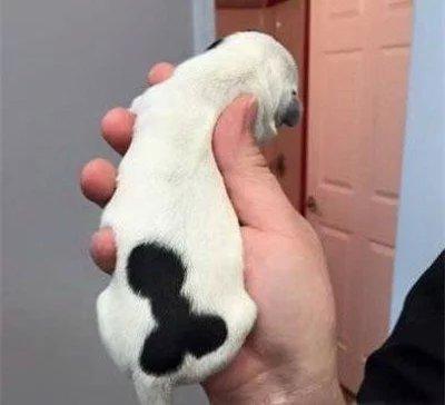注定了一个有故事的汪星人