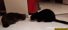 搞笑动态图片gif 幽默搞笑