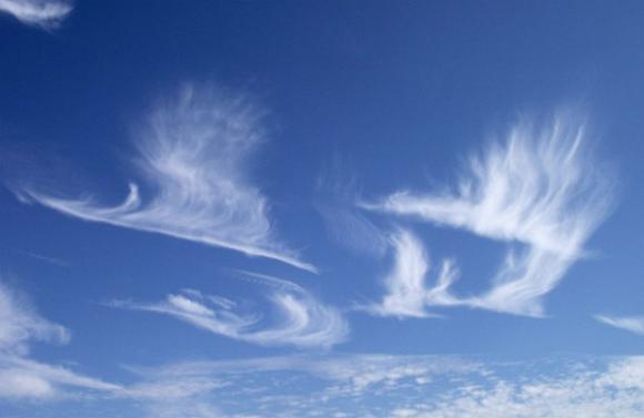 自然奇观:一群大雁向南飞 自然奇观:一群大雁向南飞