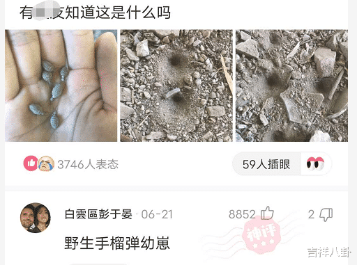 “刚从地里挖出来的,有人知道这个是什么吗?”评论区认真的吗哈哈哈哈 “刚从地里挖出来的,有人知道这个是什么吗?”评论区认真的吗哈哈哈哈