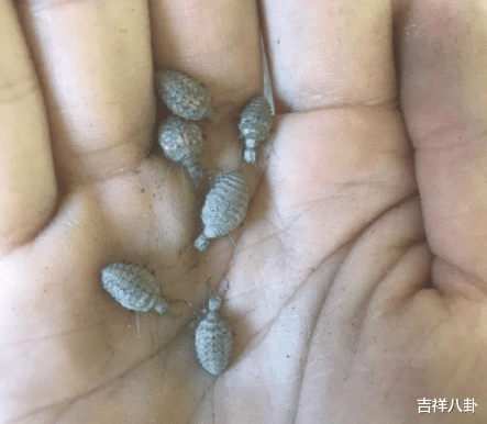 “刚从地里挖出来的,有人知道这个是什么吗?”评论区认真的吗哈哈哈哈 “刚从地里挖出来的,有人知道这个是什么吗?”评论区认真的吗哈哈哈哈