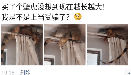 “买了个壁虎,为啥越长越大了......”哈哈哈哈哈哈基因变异? “买了个壁虎,为啥越长越大了......”哈哈哈哈哈哈基因变异?