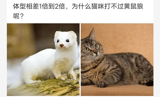 这大概就是史上“最美”伴娘吧,新郎有没有后悔没先认识闺蜜!哈哈哈哈哈~ 这大概就是史上“最美”伴娘吧,新郎有没有后悔没先认识闺蜜!哈哈哈哈哈~