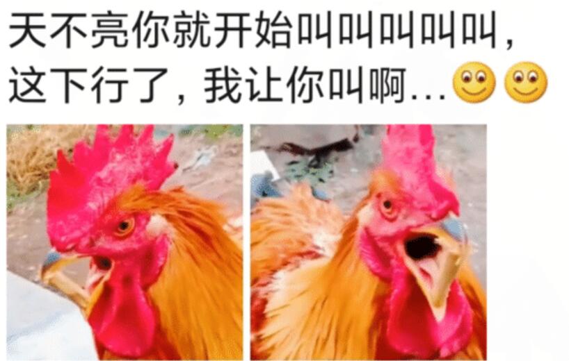 “天不亮你就叫,我让你再叫啊!”跟人沾边的事一点也不干... “天不亮你就叫,我让你再叫啊!”跟人沾边的事一点也不干...
